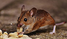 24 Hour & Emergency Exterminators in Ent Air Force Base, CO